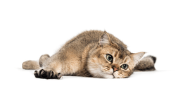 왜 개발자는 고양이를 좋아하는가? 🐱