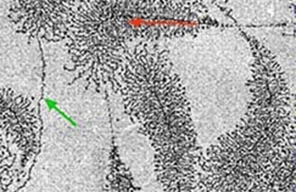 Introduction to BiologyCourse Thumbnail