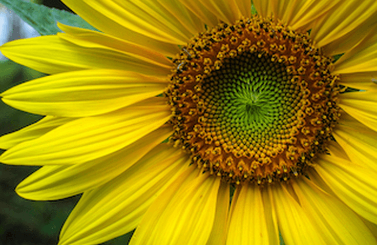 thumbnail background