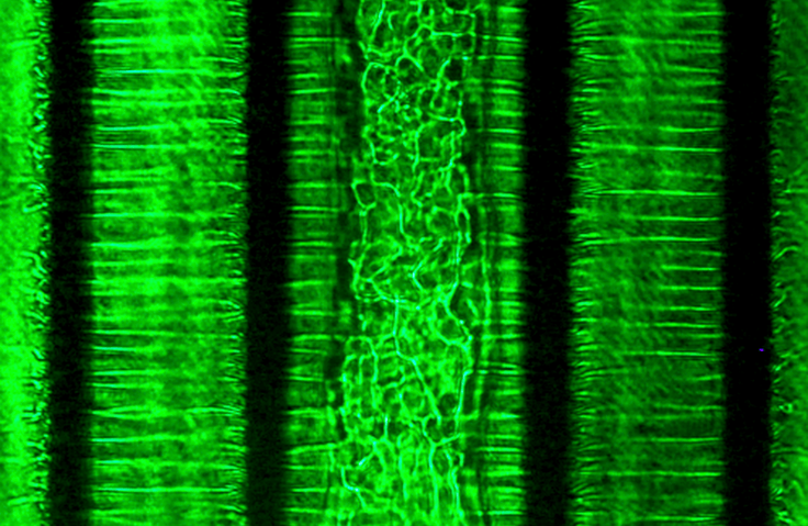 thumbnail background