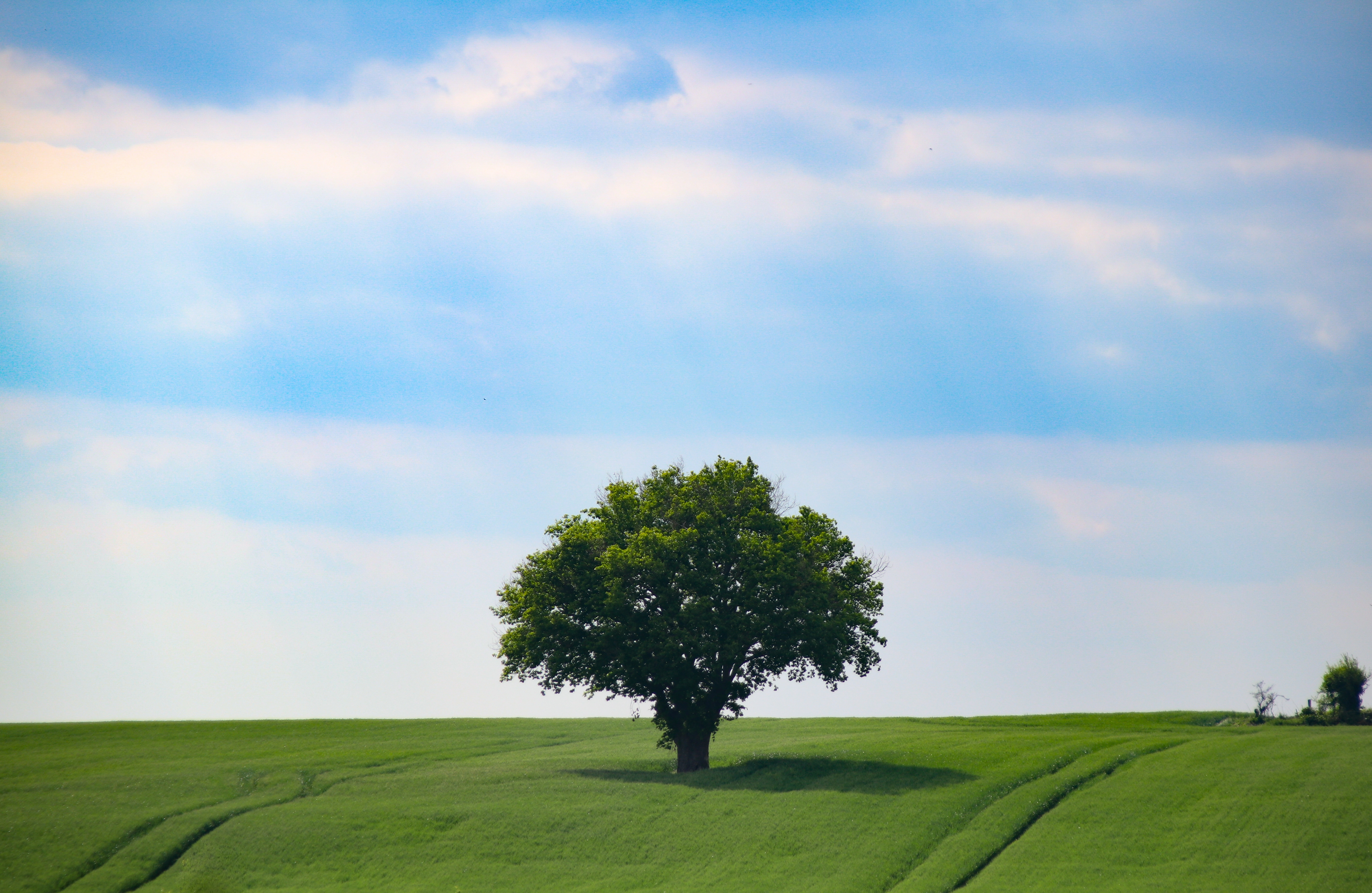 beautiful-shot-of-a-lonely-tree-standing-in-the-middle-of-a-greenfield-under-the-clear-sky.jpg