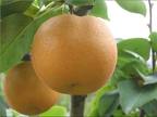 pear.jpg