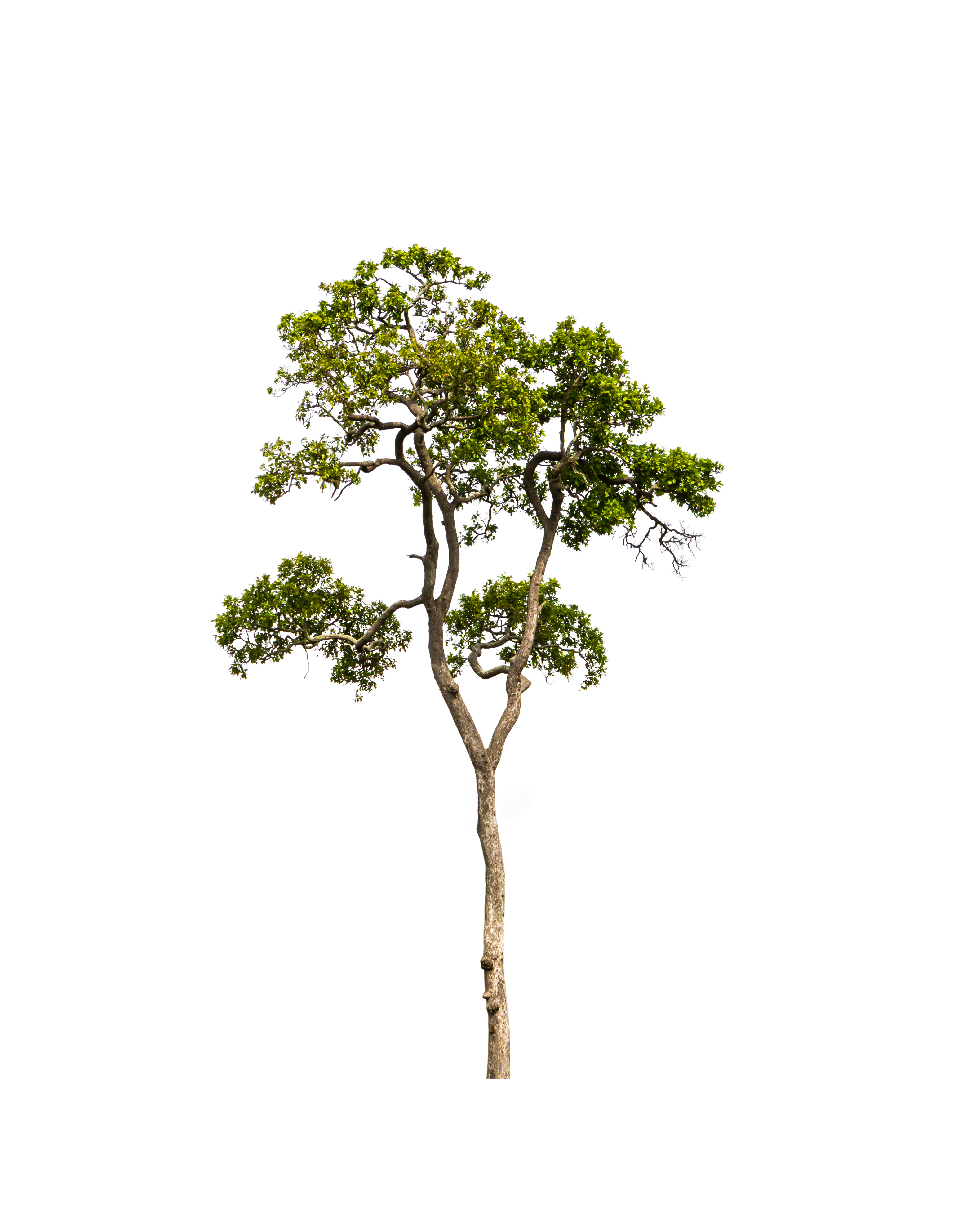 tree-with-a-white-background.jpg