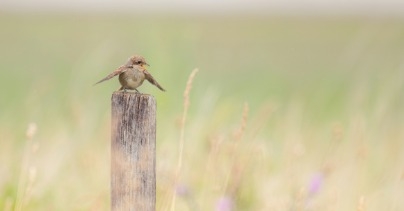 무료 UI/UX 강의 모음 roadmap thumbnail