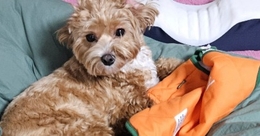 파이썬앱개발도전기