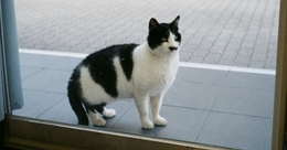 iOS 앱 개발자 중급과정