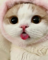 cutecatblogs님의 프로필