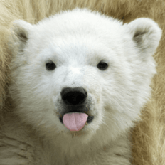 멘토 북극곰 프로필