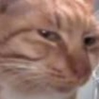 orangecat{{userName}}'s Profile
