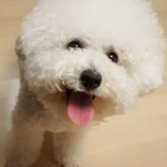 멘토 GameDev 프로필