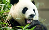 pandabear{{userName}}'s Profile