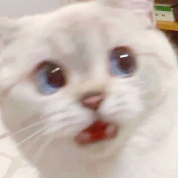 망상바보 프로필