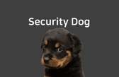 Security Dog님의 프로필