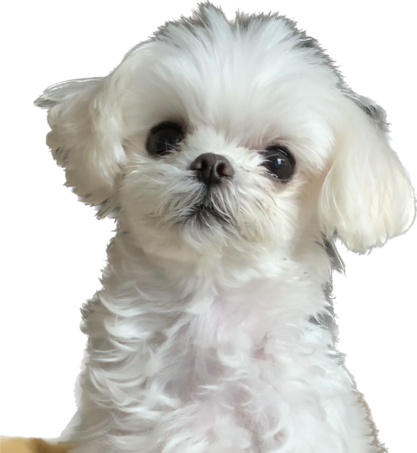 minjikim's profile image