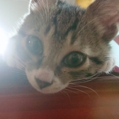 키키냥냥{{userName}}'s Profile