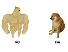 멘토 채찍피티 프로필